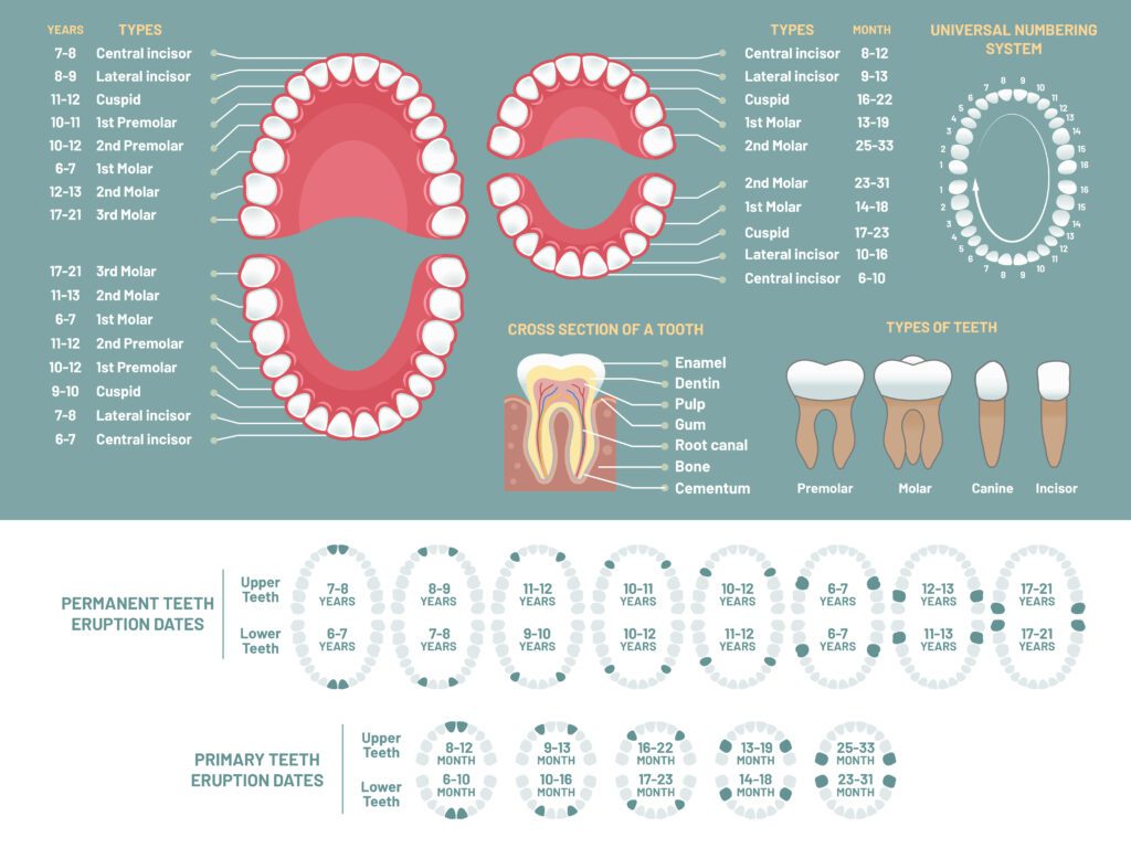 https://ecopearth.com/the-mystery-of-tooth-numbers-chart-for-your-dental-layout/